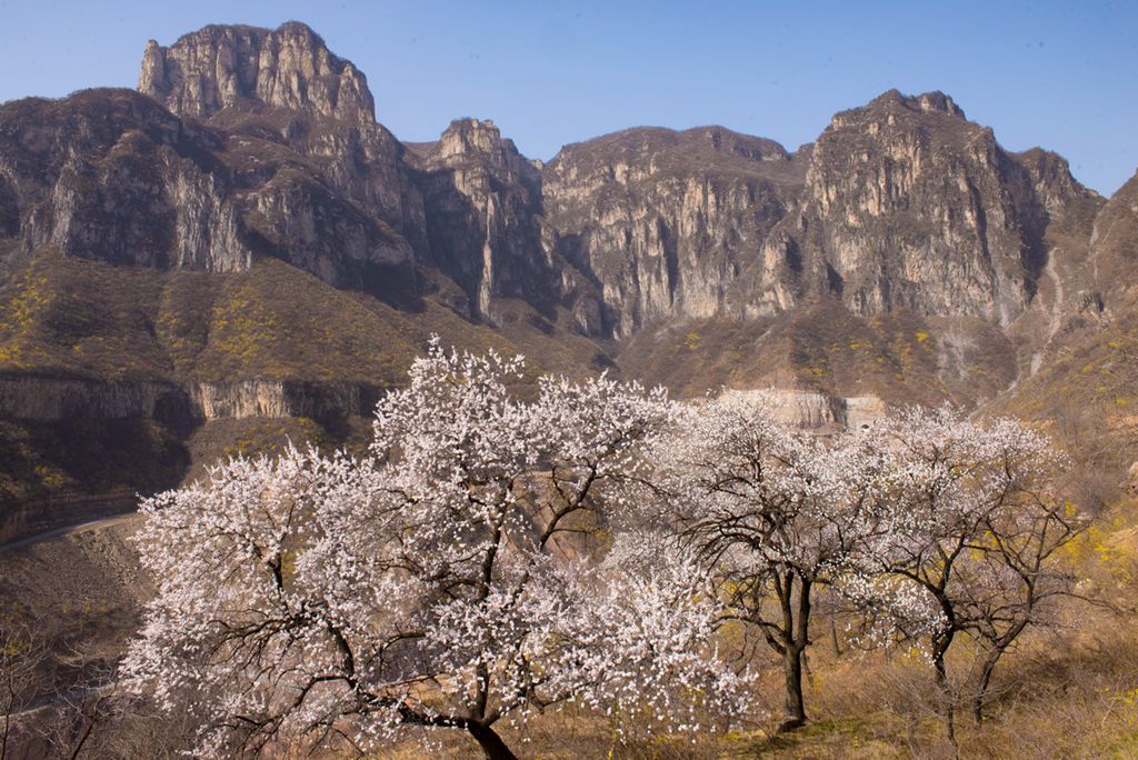 春花 (10).jpg