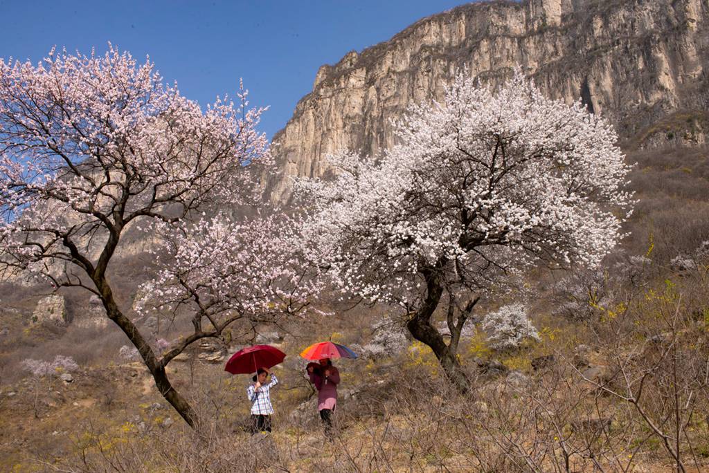 春花 (9).jpg