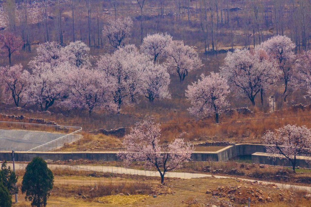 春花 (11).jpg