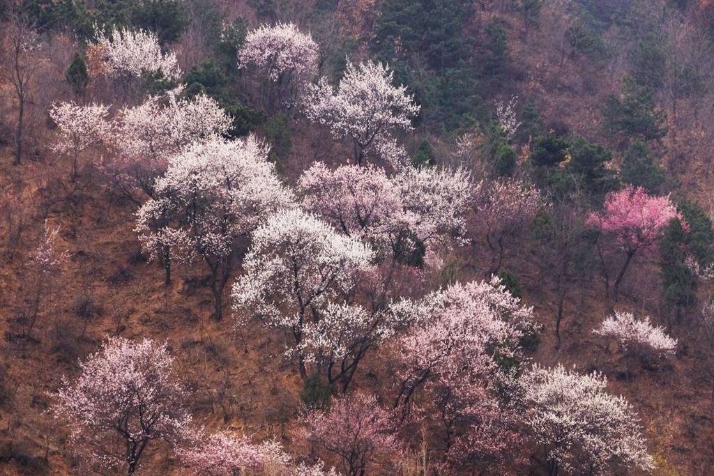 春花 (15).jpg