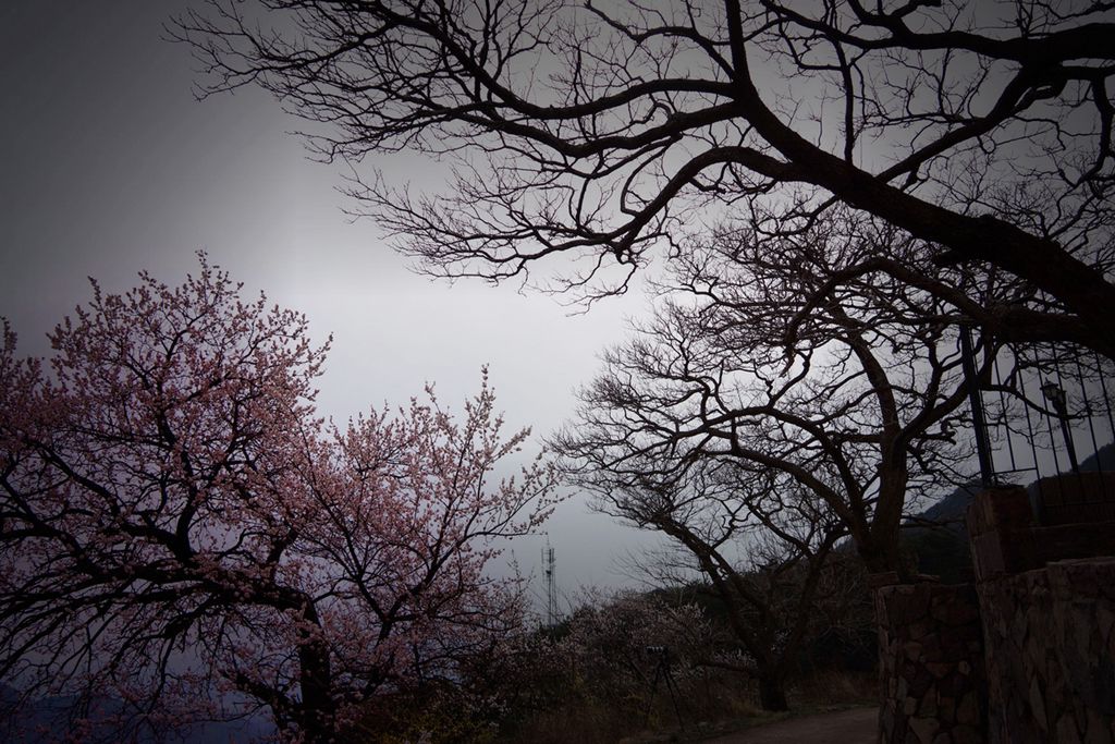春花 (19).jpg