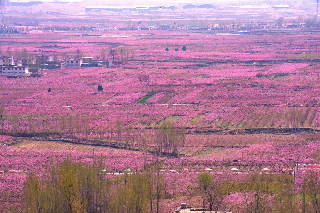 春花 (21).jpg