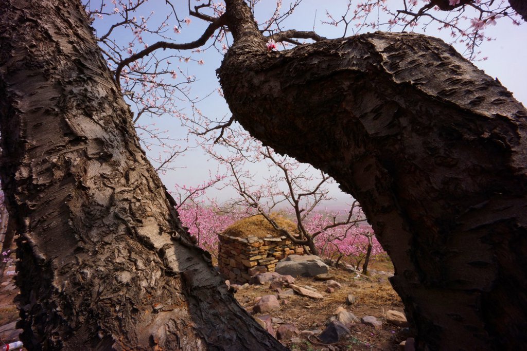 春花 (23).jpg