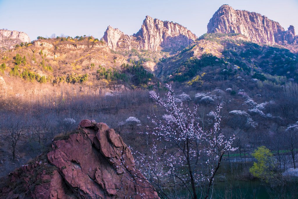 春花 (27).jpg