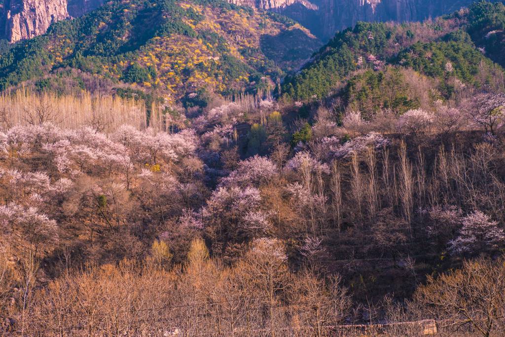 春花 (25).jpg
