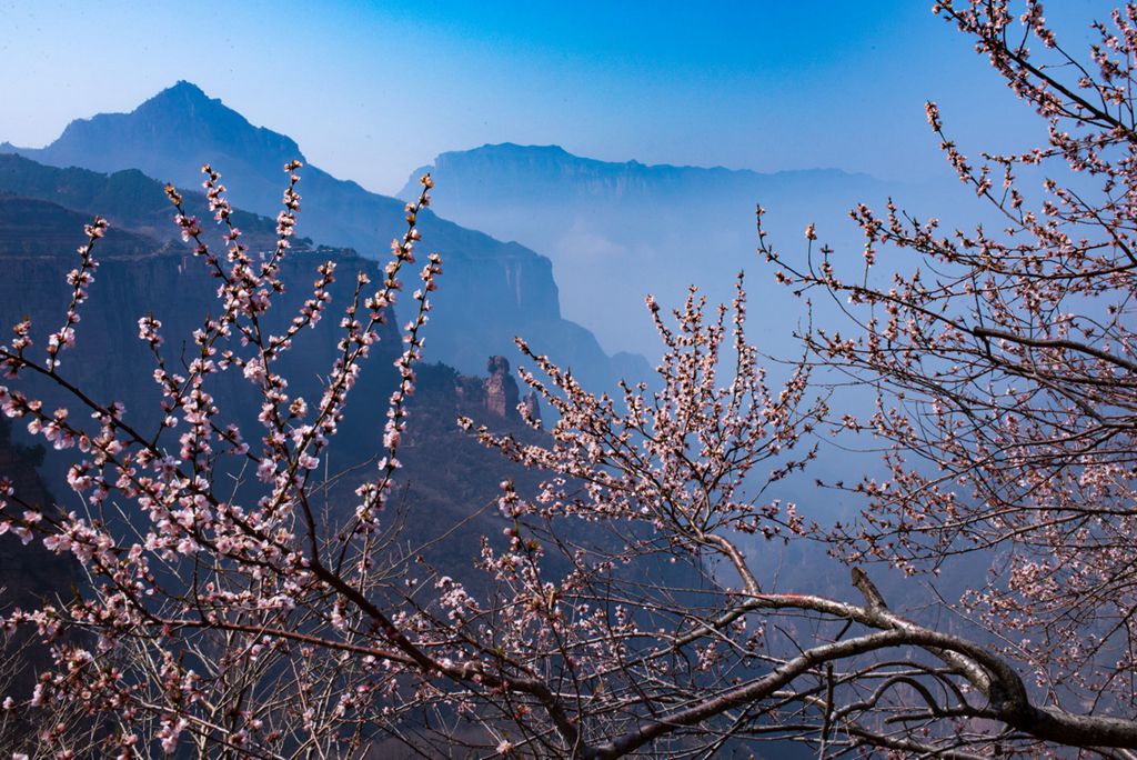 春花 (28).jpg