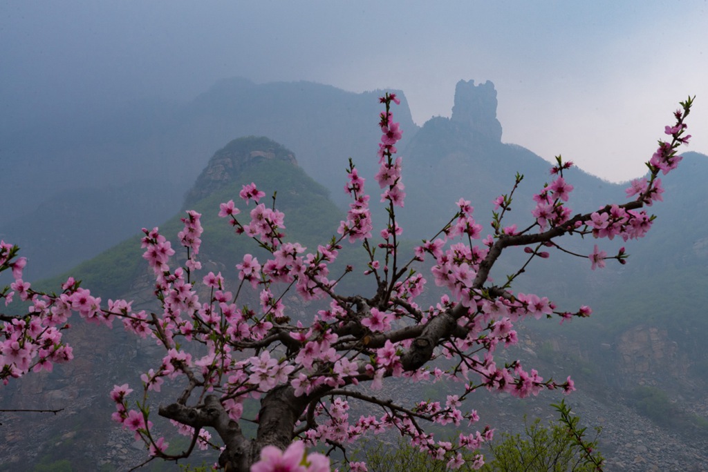 春花 (34).jpg