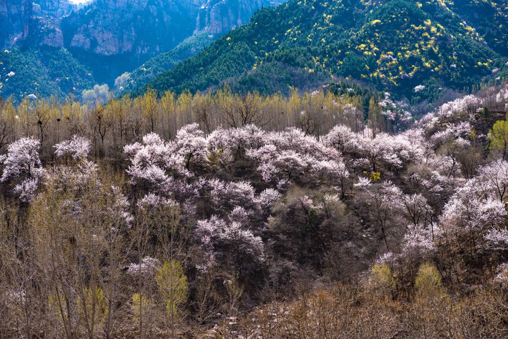 春花 (35).jpg