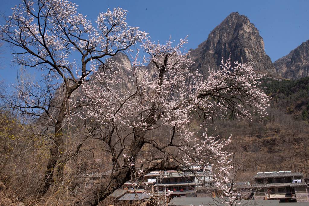 春花 (37).jpg