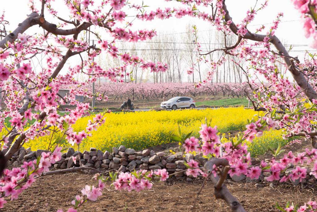 春花 (40).jpg