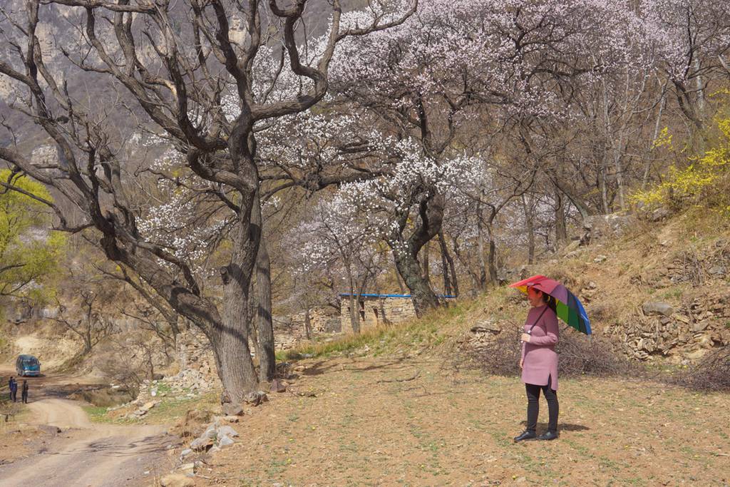 春花 (49).jpg