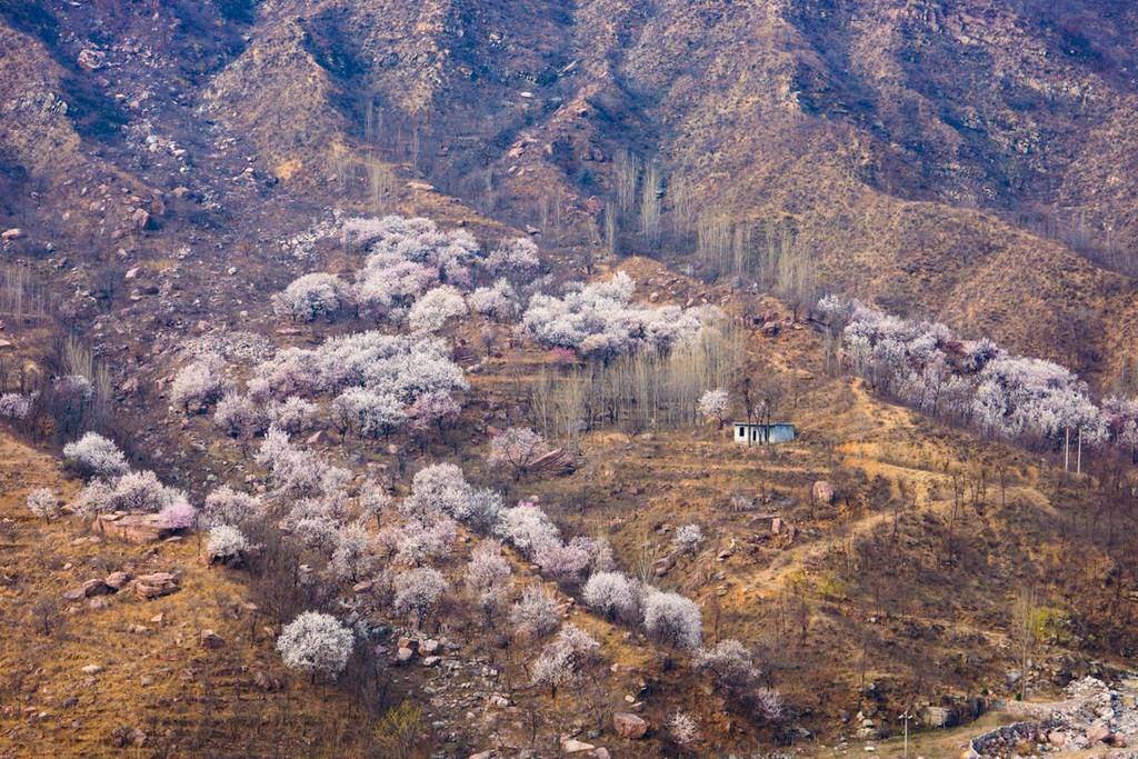 春花 (47).jpg