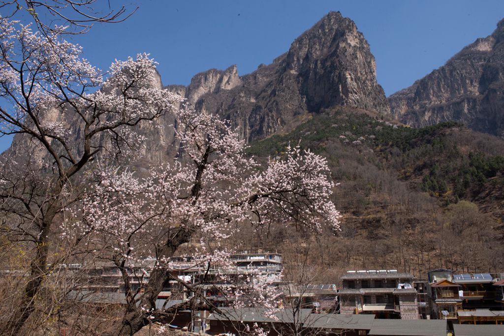 春花 (36).jpg 春花 (36).jpg