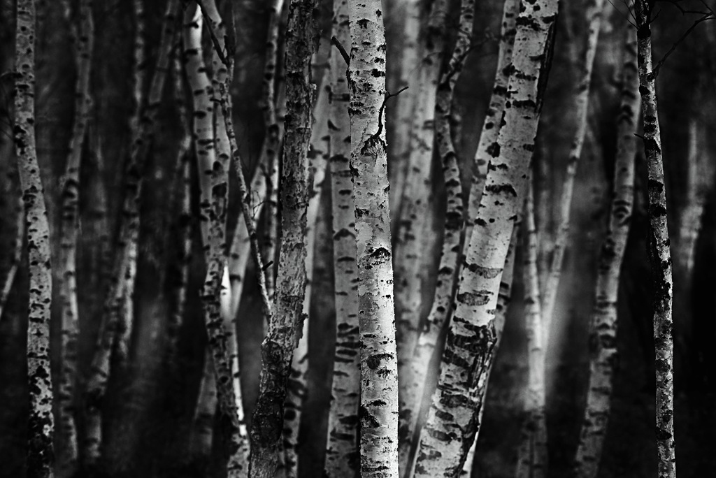 _DSC3122_副本.jpg