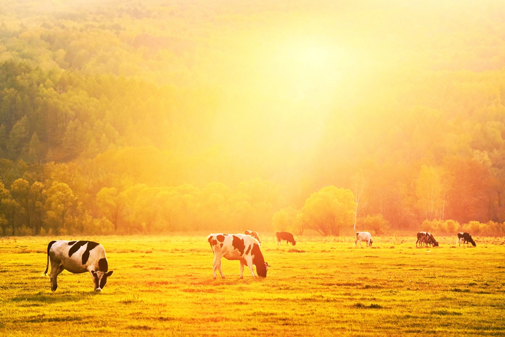 _DSC3196_副本.jpg _DSC3196_副本.jpg